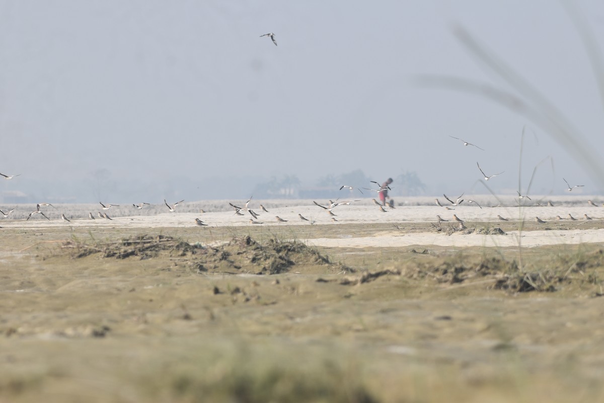 ouhorlík malý - ML646282027