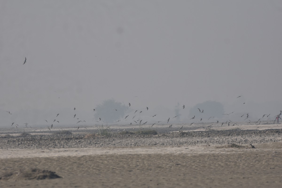 ouhorlík malý - ML646282028