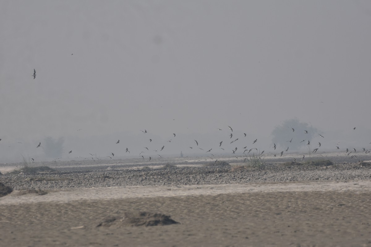 Küçük Bataklıkkırlangıcı - ML646282029