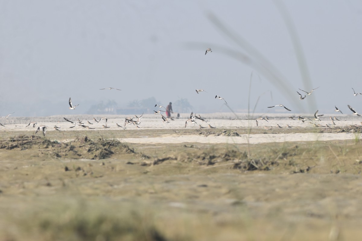 Küçük Bataklıkkırlangıcı - ML646282031