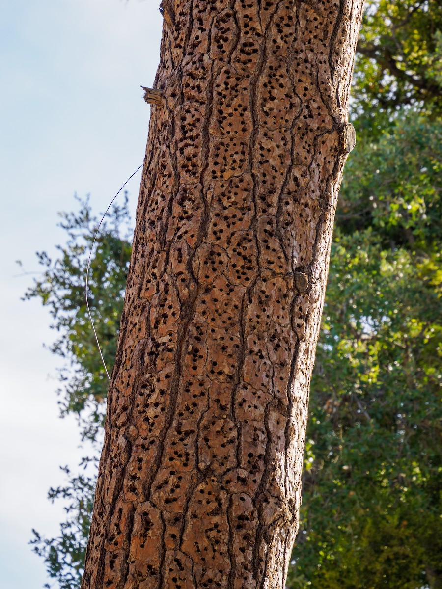 Acorn Woodpecker - ML646282033