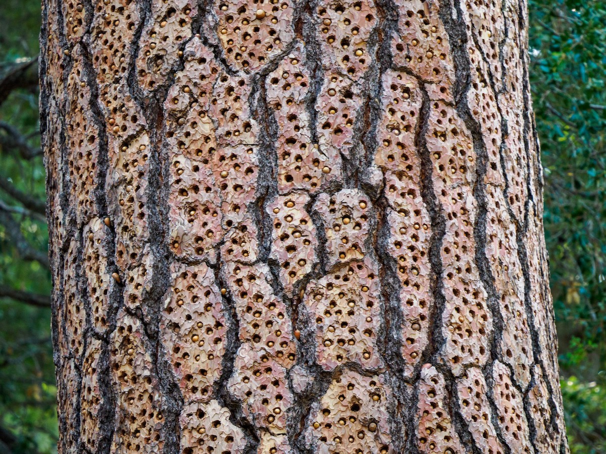 Acorn Woodpecker - ML646282034