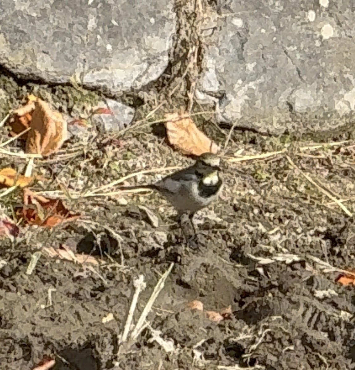 Плиска біла - ML646282036