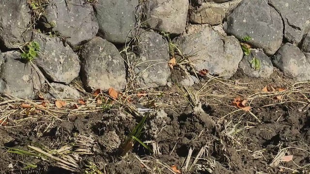 Плиска біла - ML646282037