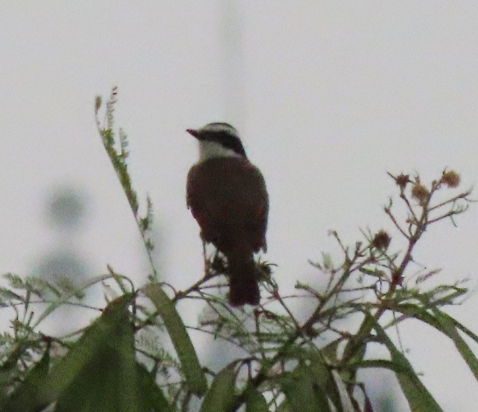 Great Kiskadee - ML646282040