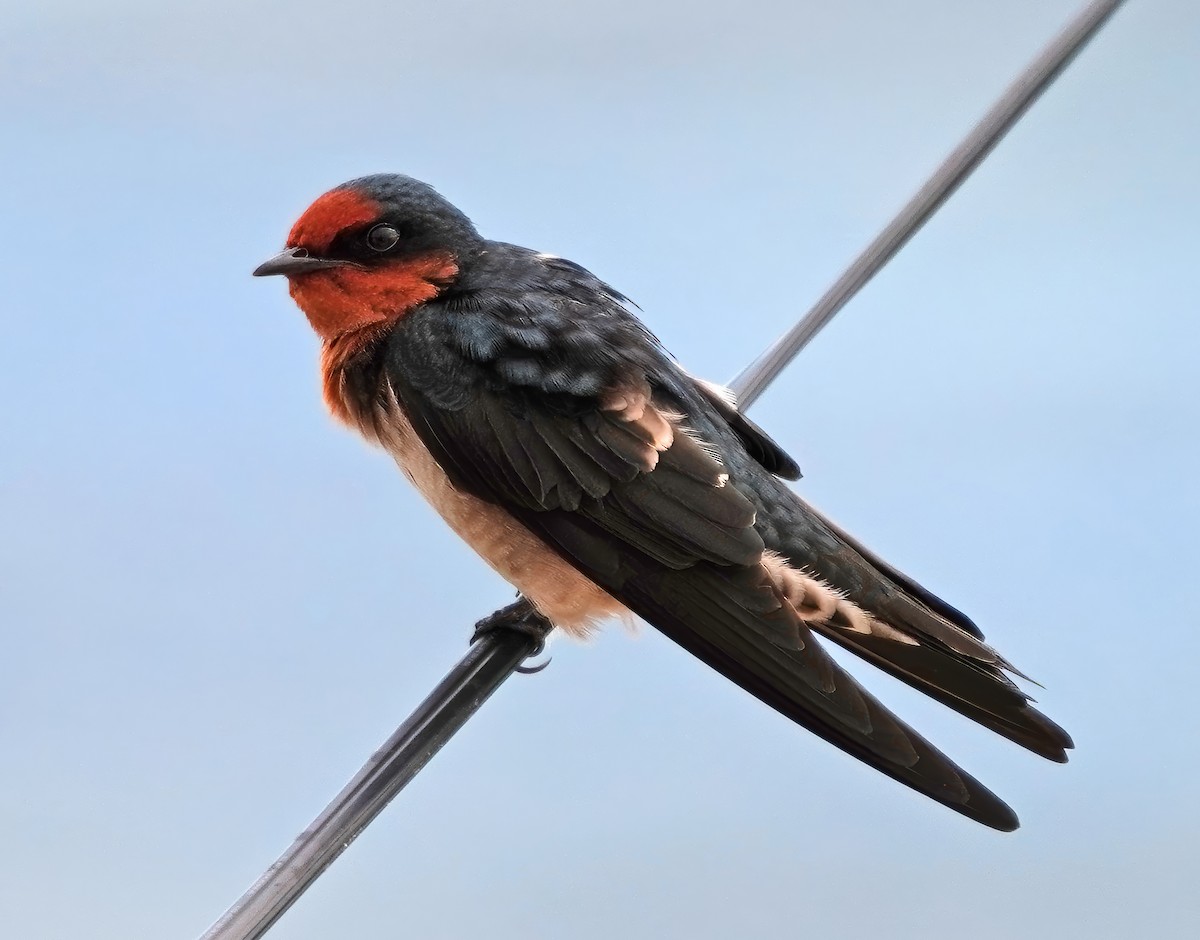 Pacific Swallow - ML646282046