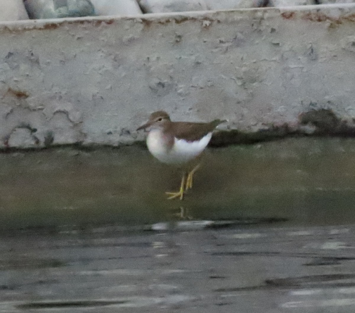 Spotted Sandpiper - ML646282049