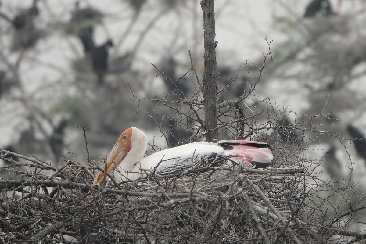 Alaca Leylek - ML646282053