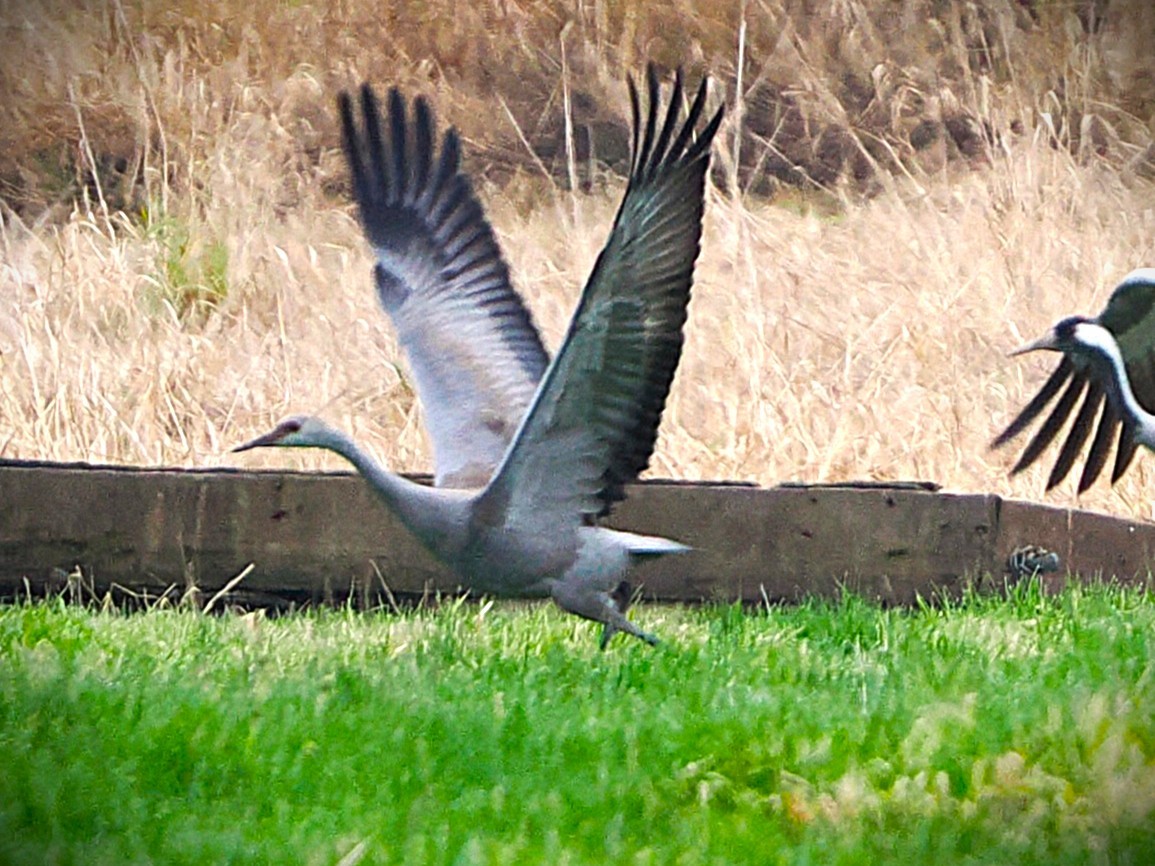 Kanada Turnası - ML646282056