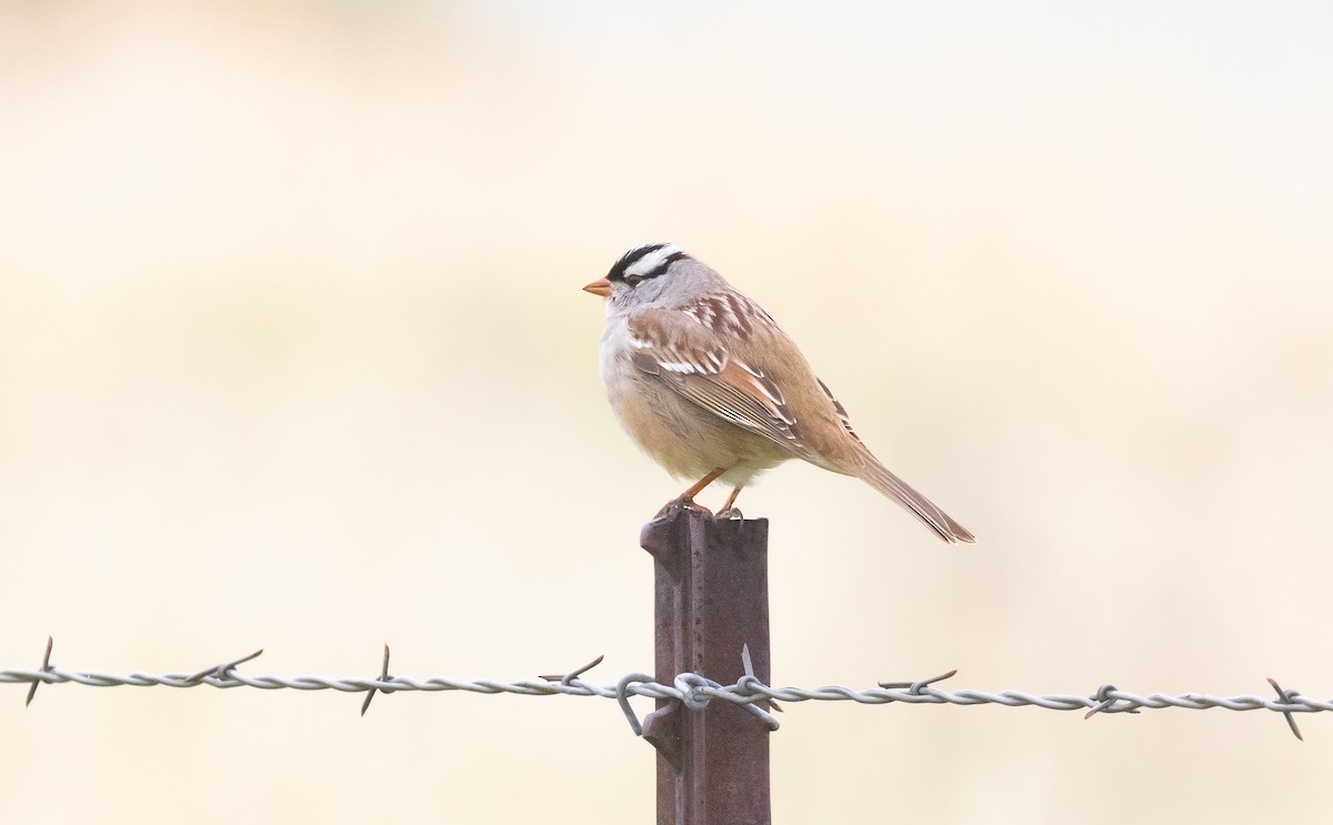 Porsuk Serçesi - ML646282057