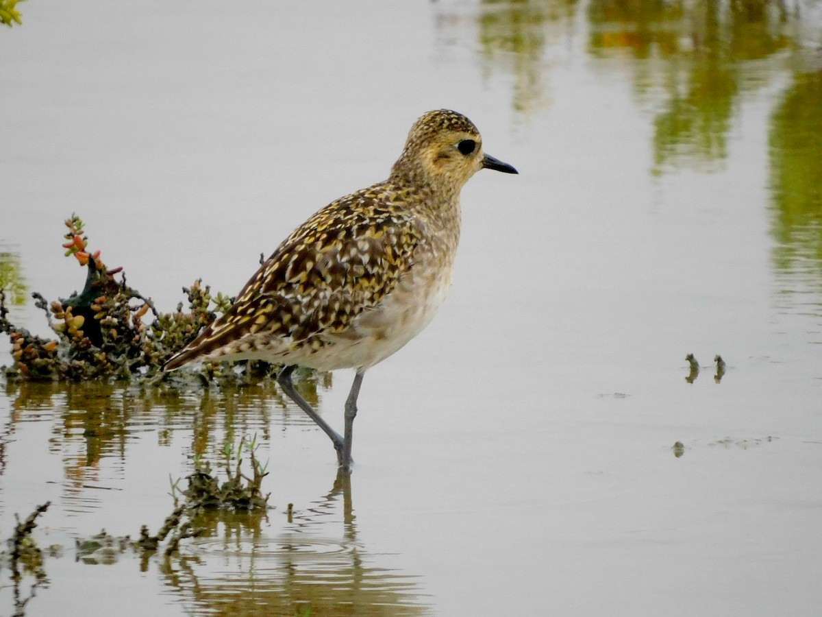 Küçük Altın Yağmurcun - ML646282058