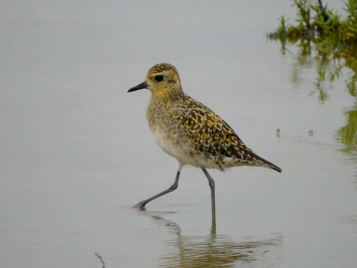 Küçük Altın Yağmurcun - ML646282059