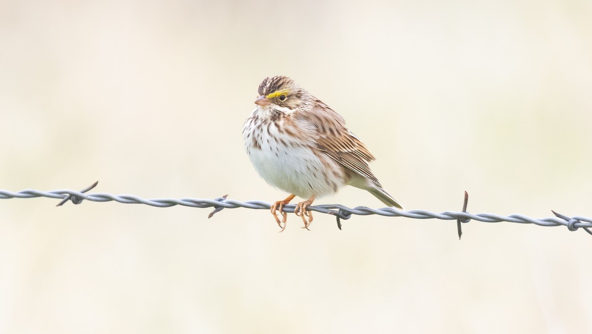 Savannah Serçesi - ML646282061