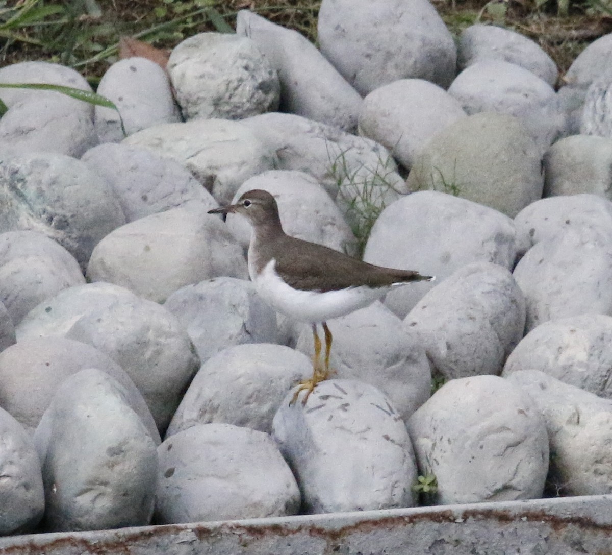 Benekli Düdükçün - ML646282062