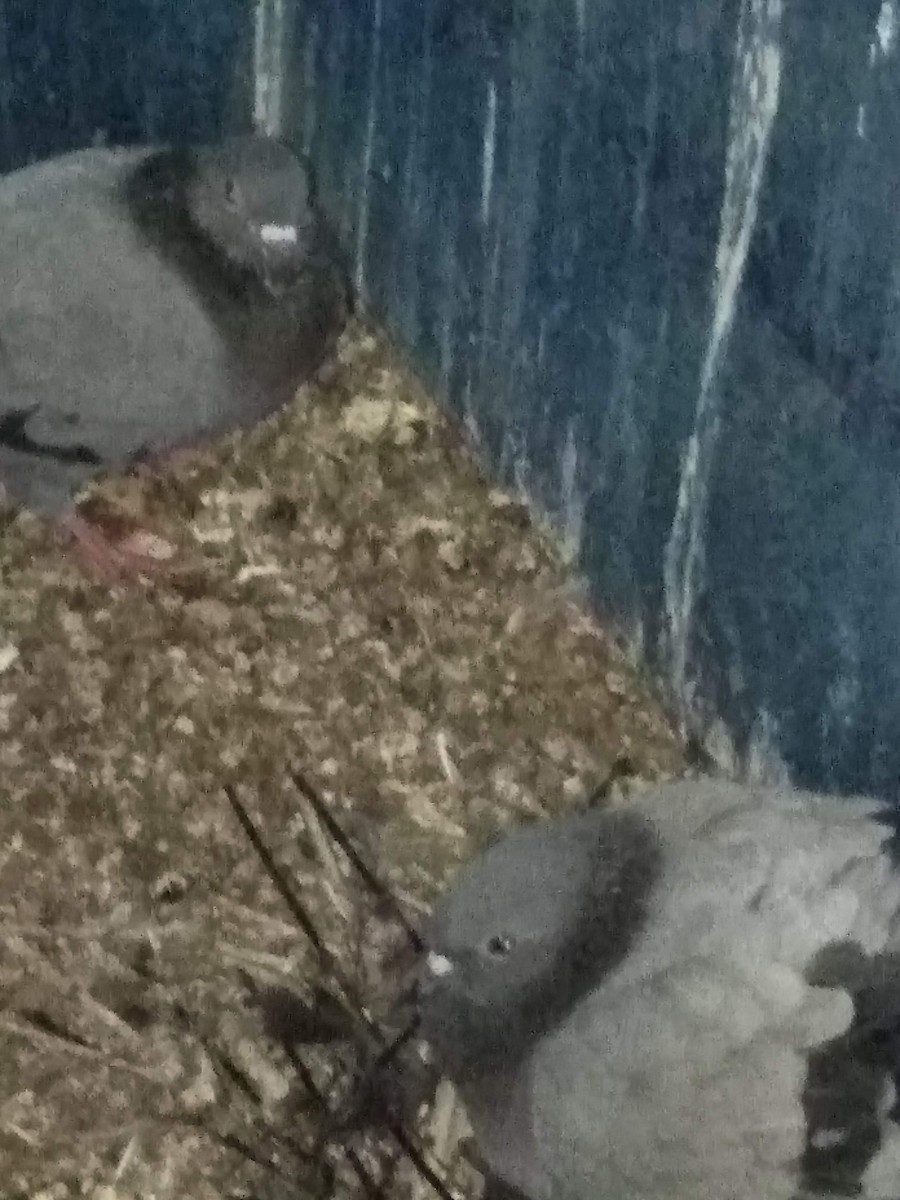 Kaya Güvercini (evcil tip) - ML646282064