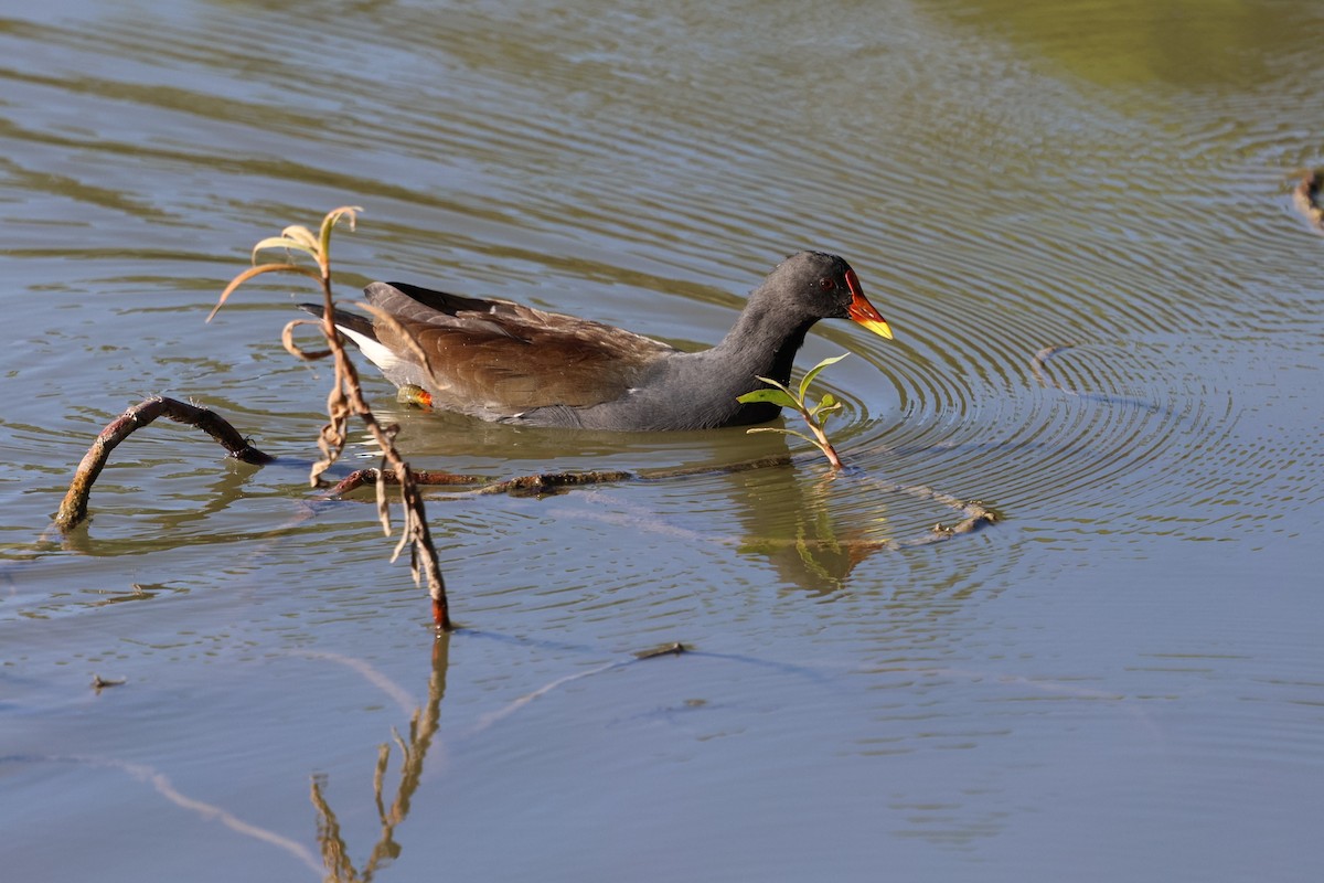 Sutavuğu - ML646282065