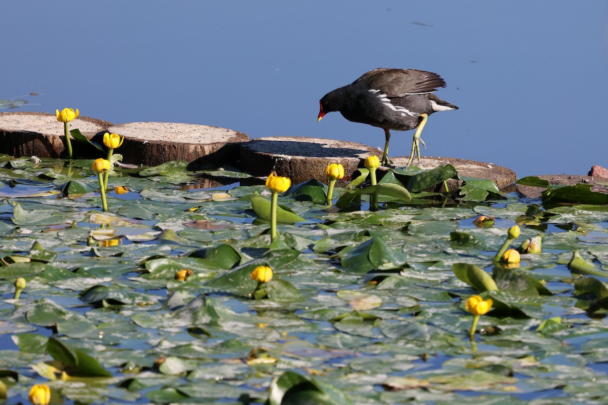 Sutavuğu - ML646282066