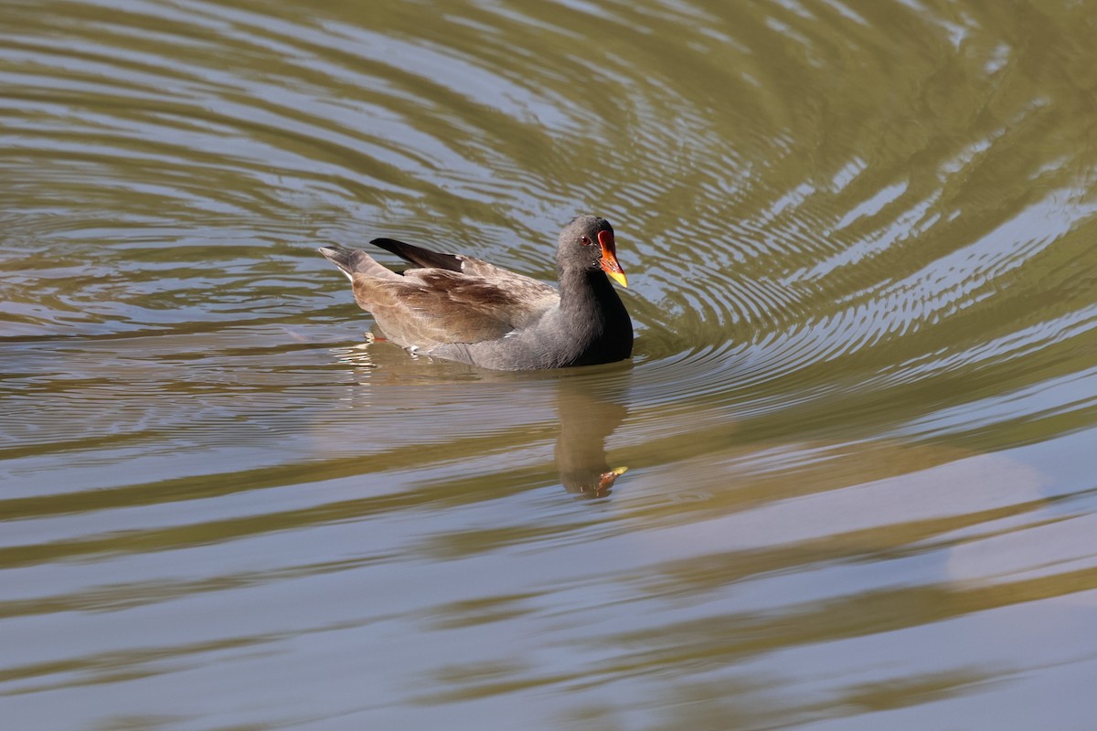 Sutavuğu - ML646282067