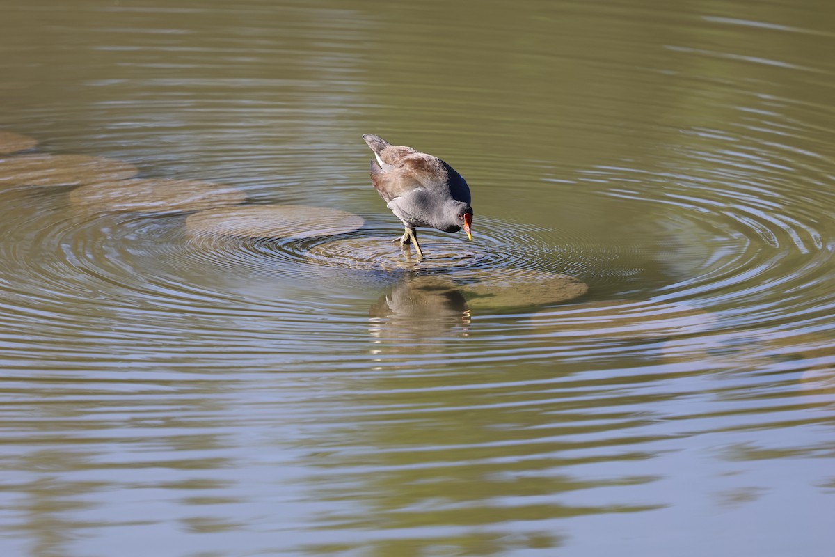 Sutavuğu - ML646282068