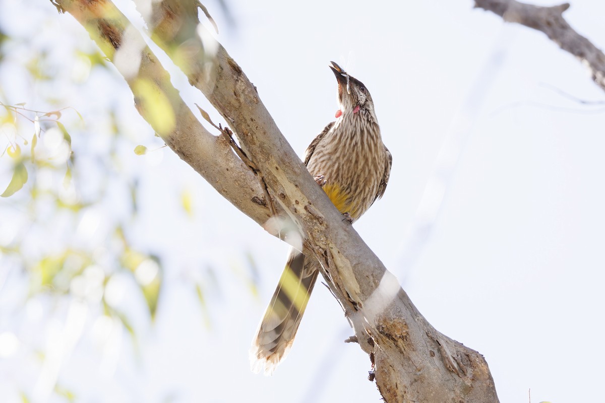 Al Küpeli Balkuşu - ML646282069