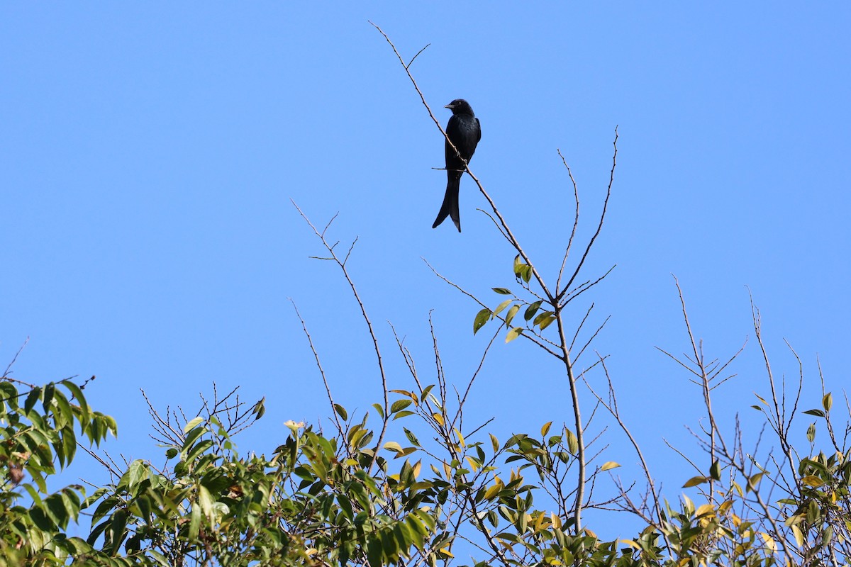 Kara Drongo - ML646282070