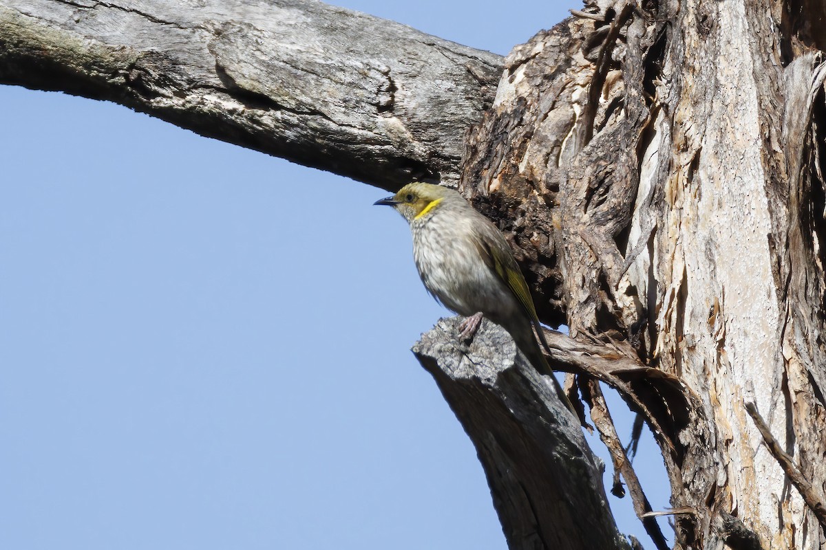 Sarı Yakalı Balkuşu - ML646282071