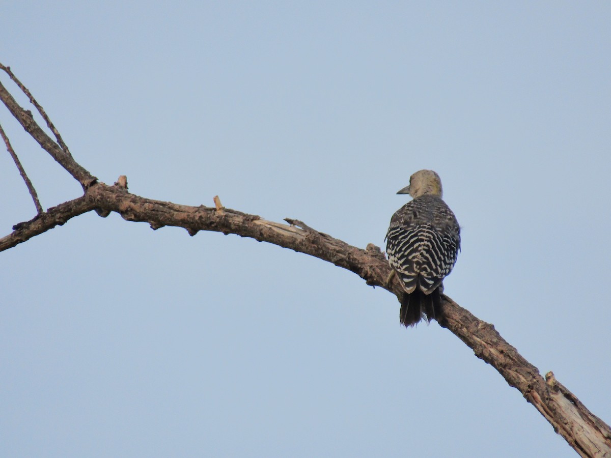 Altın Alınlı Ağaçkakan - ML646282072