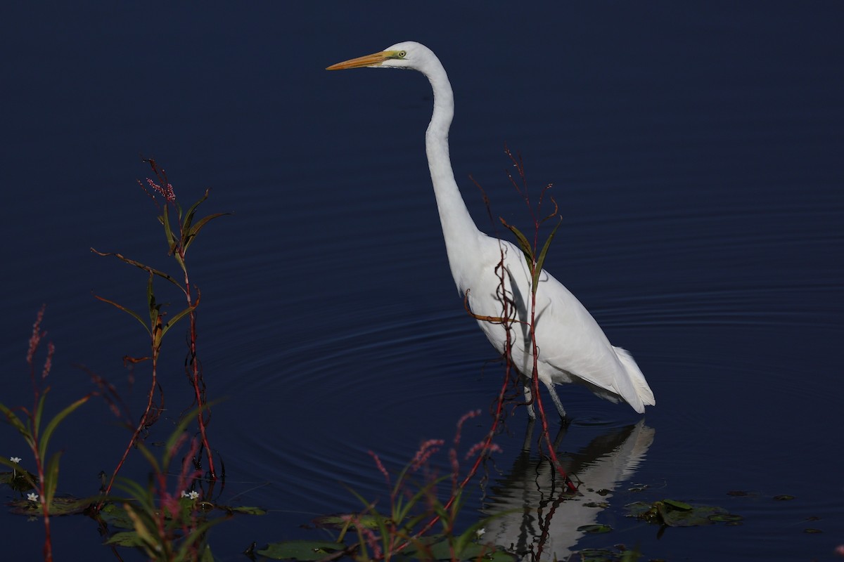 Büyük Ak Balıkçıl (modesta) - ML646282073