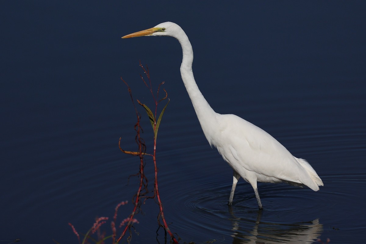 Büyük Ak Balıkçıl (modesta) - ML646282074