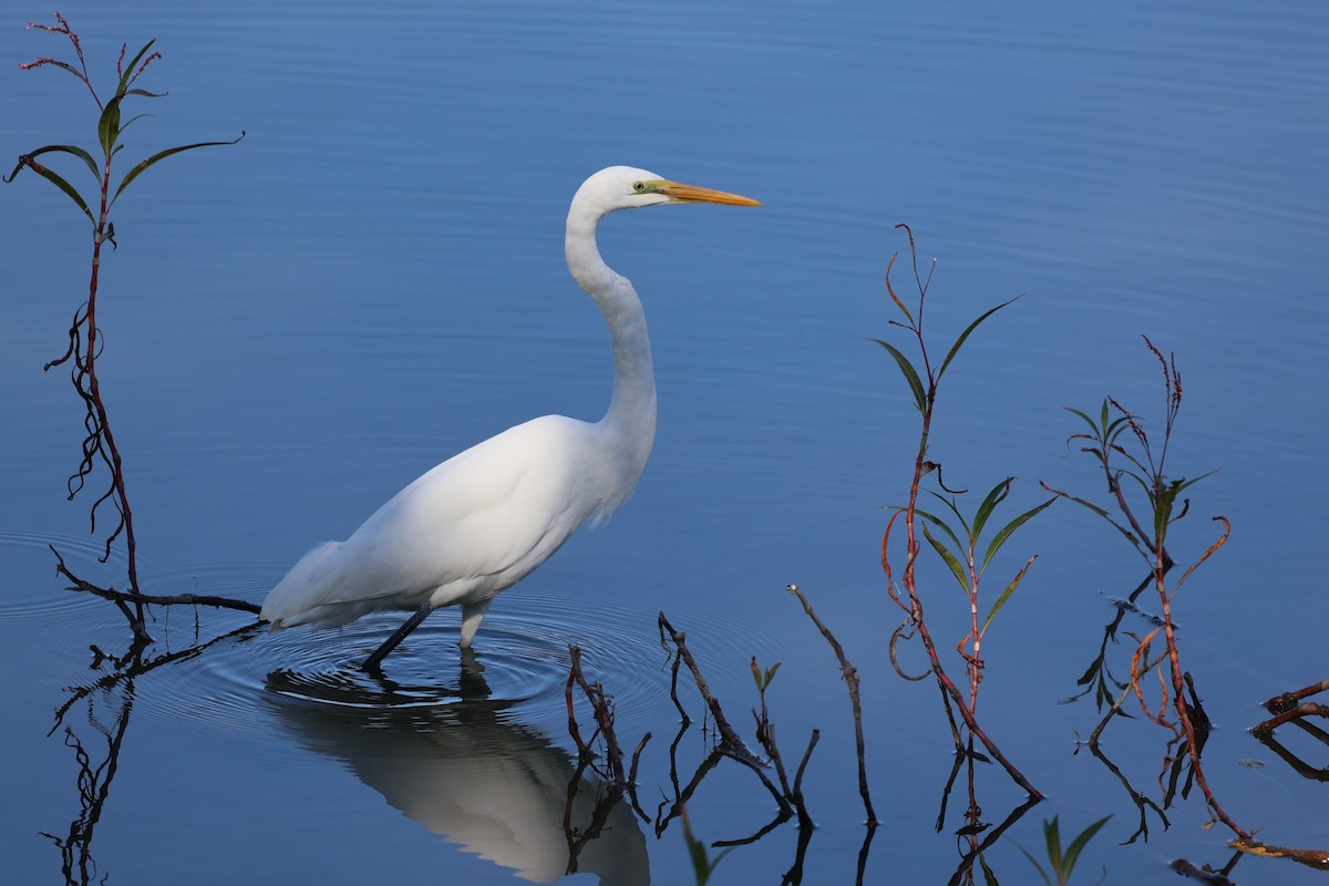 Büyük Ak Balıkçıl (modesta) - ML646282075