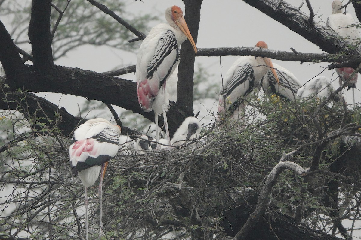 Alaca Leylek - ML646282080