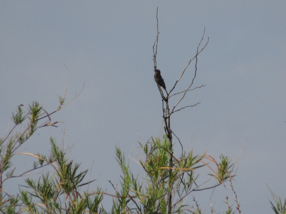 Değişken Renkli Çinte - ML646282081