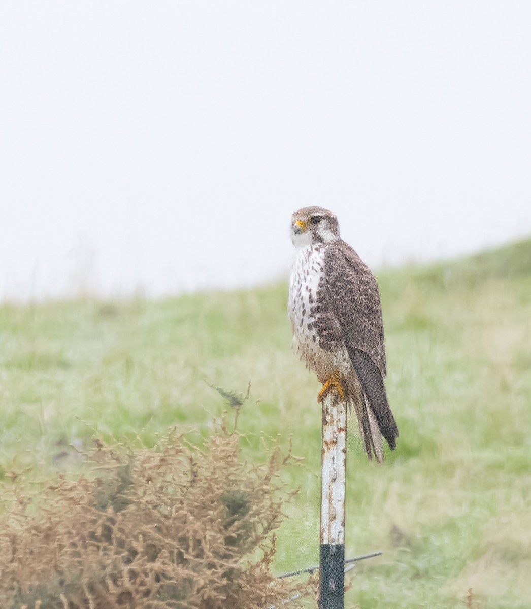 Çayır Doğanı - ML646282082