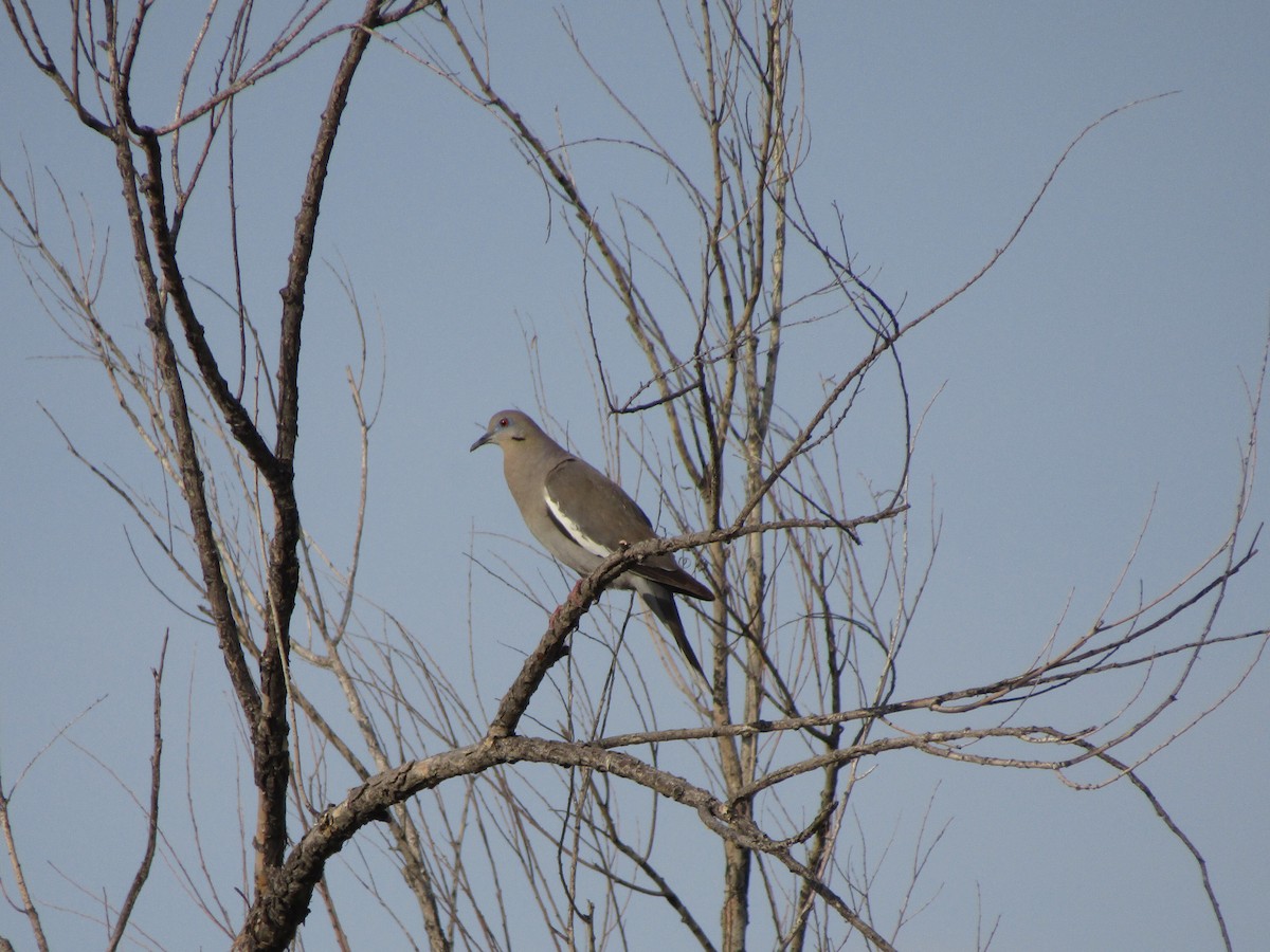 Ak Kanatlı Kumru - ML646282083