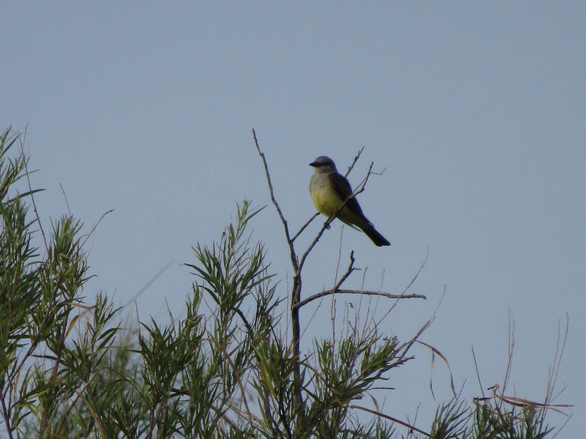 Western Kingbird - ML646282084