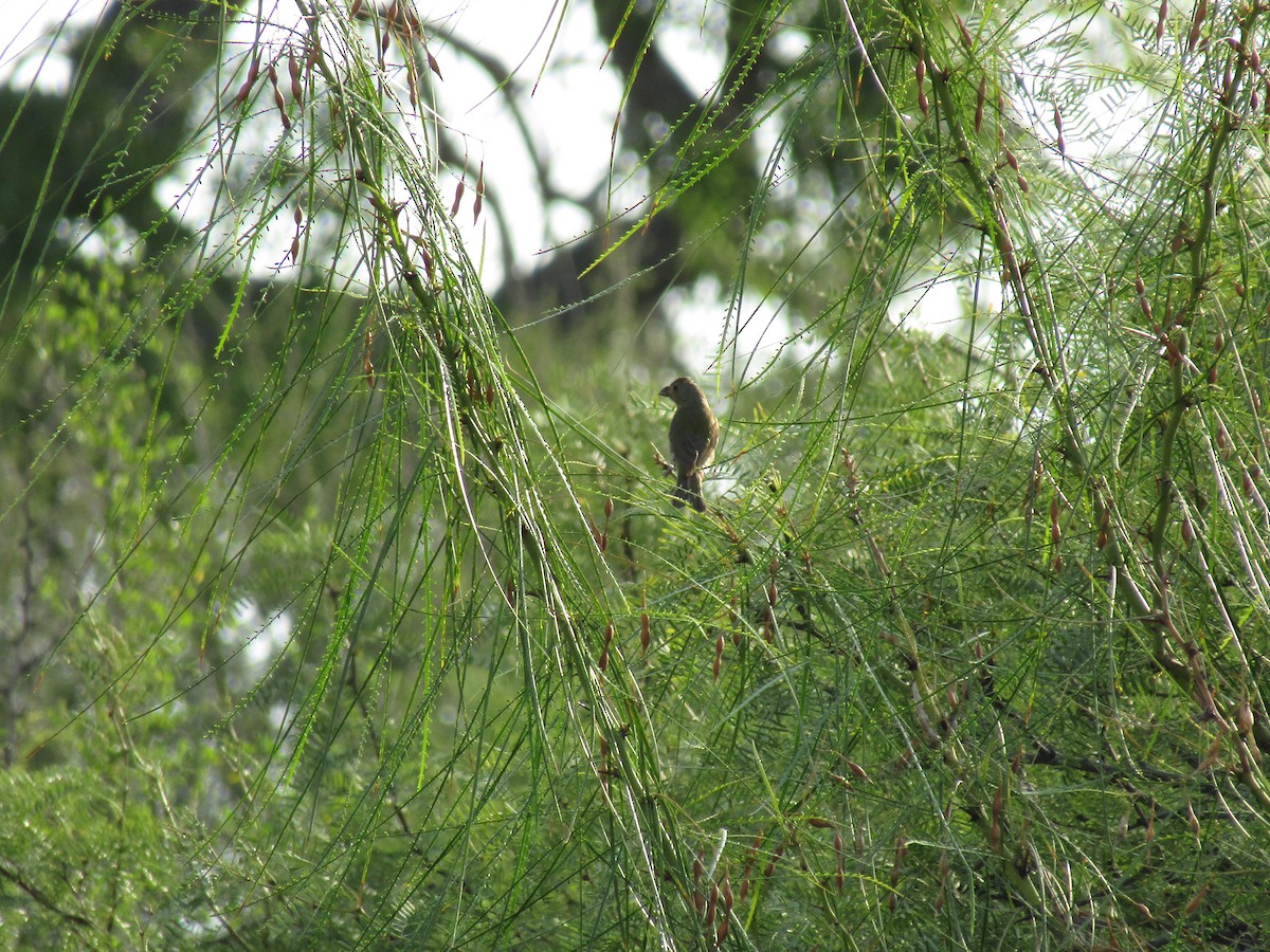 Painted Bunting - ML646282089