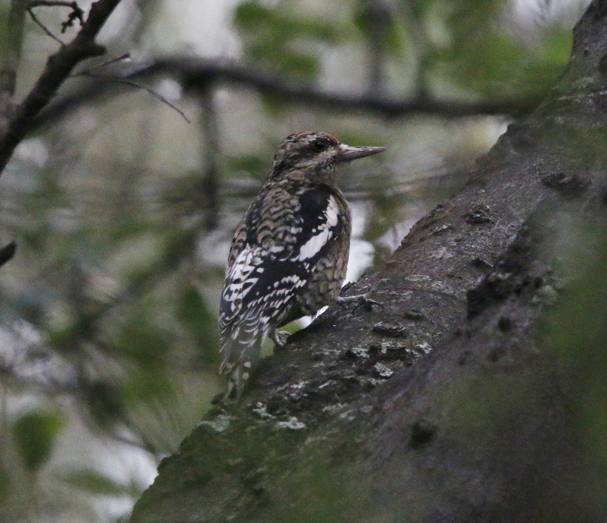 Yellow-bellied Sapsucker - ML646282091