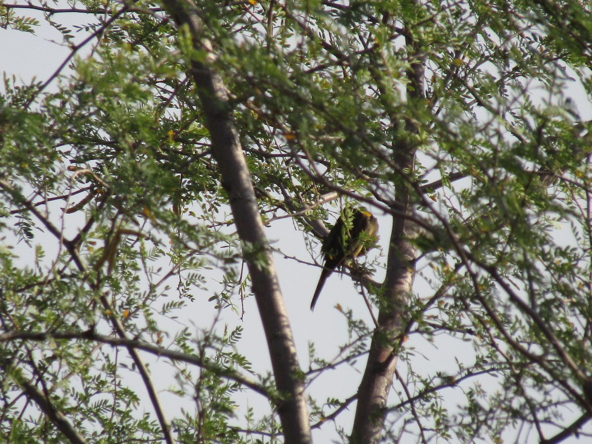 Scott's Oriole - ML646282092