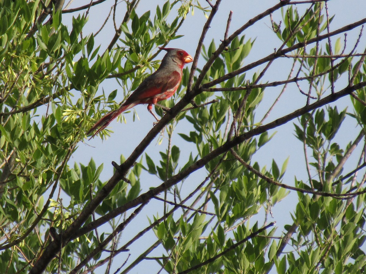 Pyrrhuloxia - ML646282094