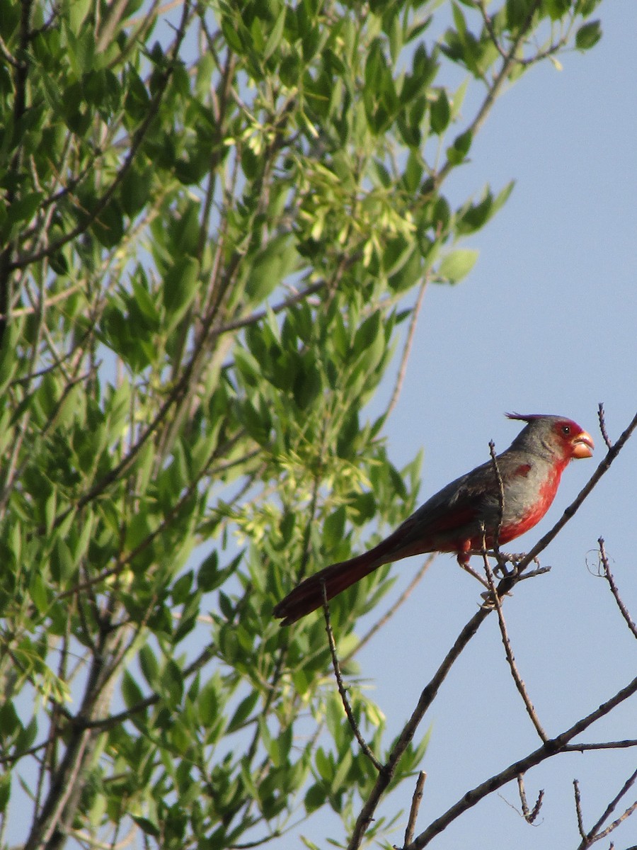 Pyrrhuloxia - ML646282096