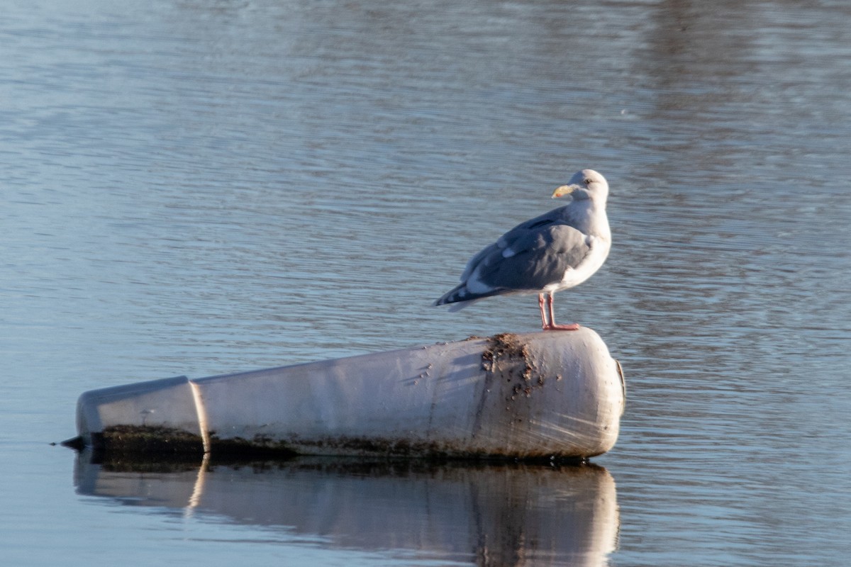 Glaucous-winged Gull - ML646282097