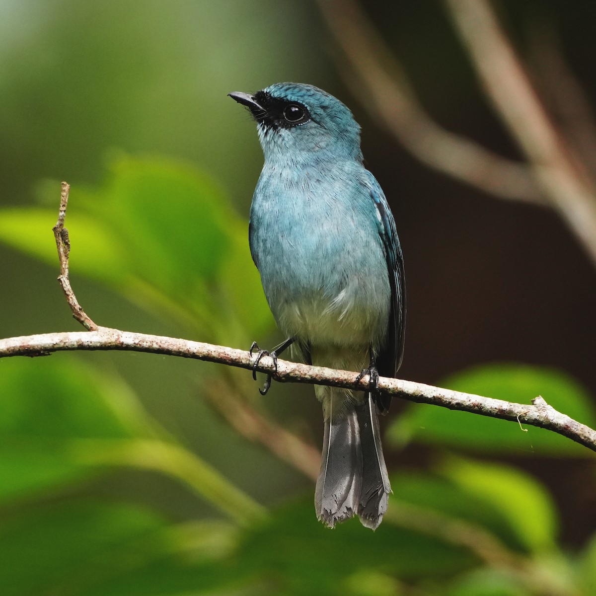 Turquoise Flycatcher - ML646282098
