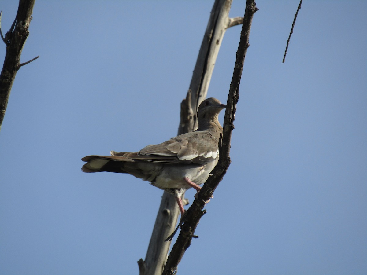 White-winged Dove - ML646282099