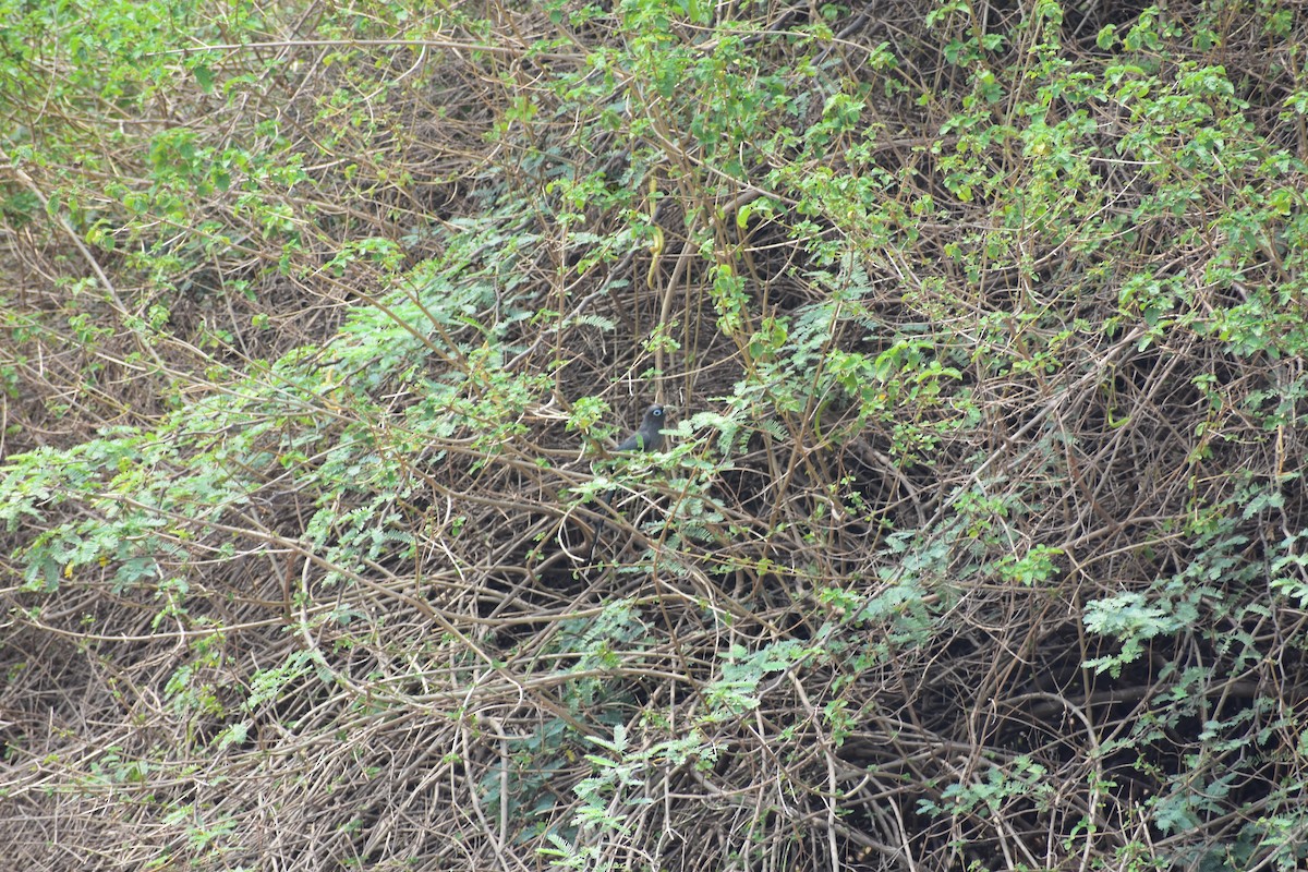 Blue-faced Malkoha - ML646282102