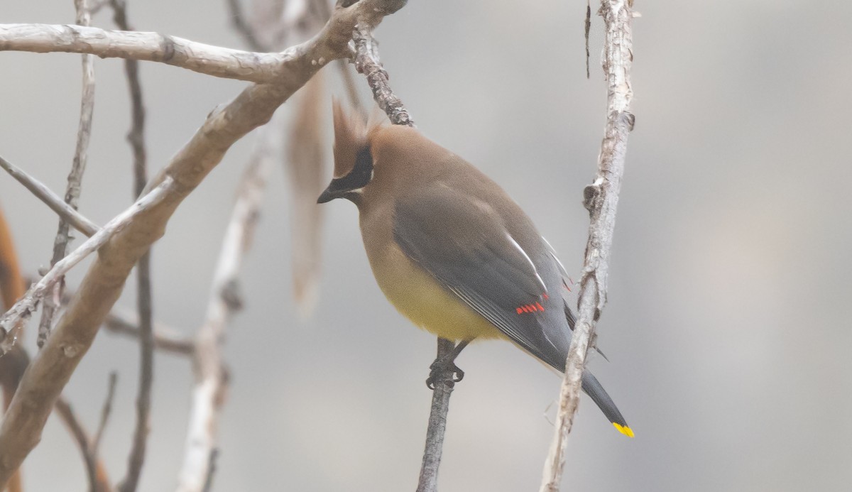 Cedar Waxwing - ML646282103