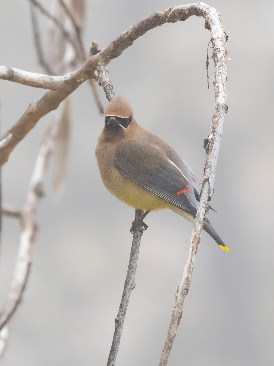 Cedar Waxwing - ML646282104
