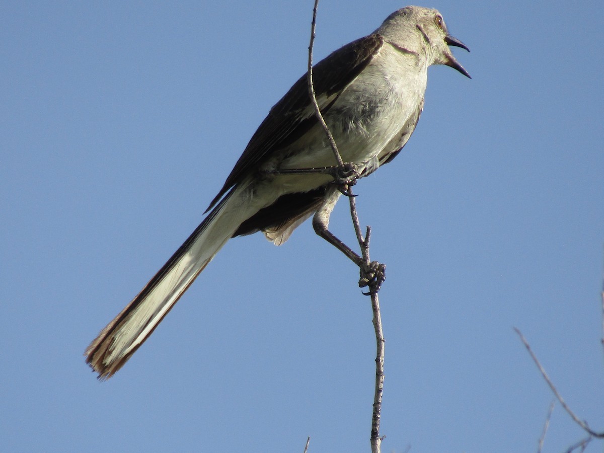 Northern Mockingbird - ML646282108