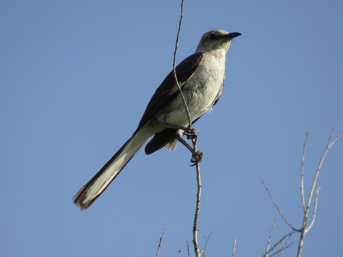 Northern Mockingbird - ML646282109