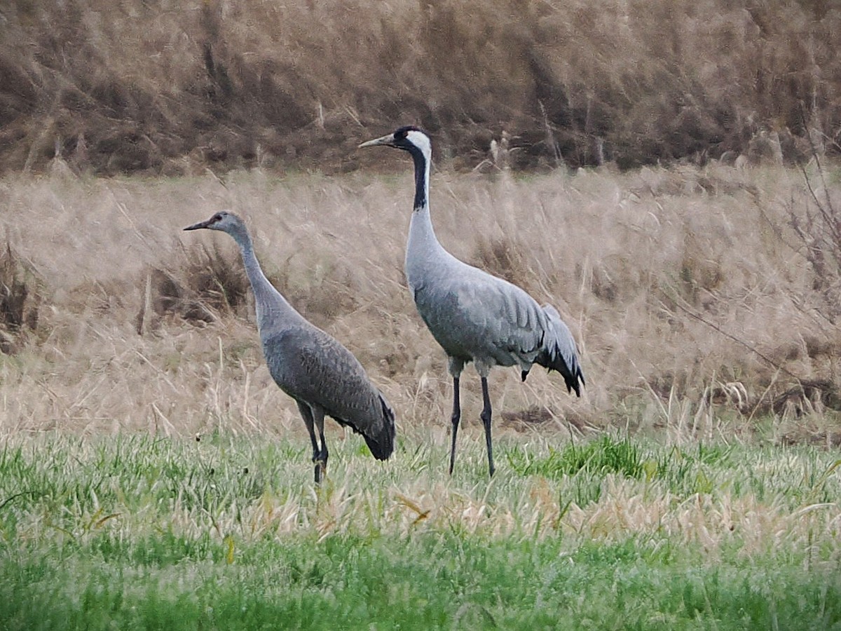 Common Crane - ML646282111