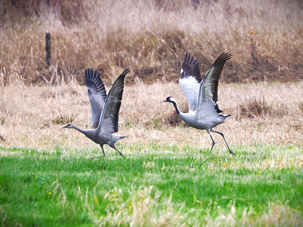 Common Crane - ML646282112